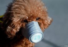 Su mascota puede transmitirle enfermedades, le contamos cómo prevenirlas