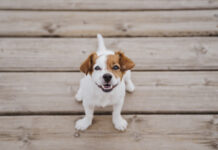 Cinco consejos para prolongar la vida de su perro Cinco consejos para prolongar la vida de su perro - Sabaneta Hoy