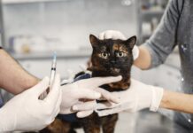 Este viernes habrá jornada gratuita de vacunación e implantación de microchip para mascotas en Sabaneta Este viernes habrá jornada gratuita de vacunación e implantación de microchip para mascotas en Sabaneta - Sabaneta Hoy
