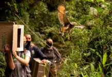 Siete especies de fauna silvestre fueron liberadas en la Reserva Natural La Romera
