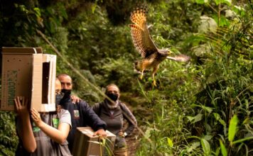 Siete especies de fauna silvestre fueron liberadas en la Reserva Natural La Romera