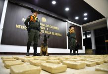 Dos perros de la Policía ayudan a incautar 280 kg de marihuana en Sabaneta Dos perros de la Policía ayudan a incautar 280 kg de marihuana en Sabaneta - Sabaneta Hoy