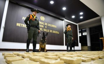 Dos perros de la Policía ayudan a incautar 280 kg de marihuana en Sabaneta Dos perros de la Policía ayudan a incautar 280 kg de marihuana en Sabaneta - Sabaneta Hoy