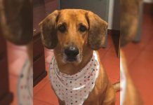 A la cárcel falso veterinario que habría aplicado eutanasia irregular a un perro en Sabaneta A la cárcel falso veterinario que habría aplicado eutanasia irregular a un perro en Sabaneta - Sabaneta Hoy