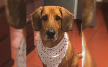 A la cárcel falso veterinario que habría aplicado eutanasia irregular a un perro en Sabaneta A la cárcel falso veterinario que habría aplicado eutanasia irregular a un perro en Sabaneta - Sabaneta Hoy