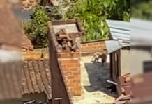 Denuncian caso de maltrato a perro en Sabaneta