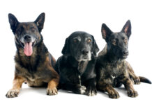 ¿Quieres un perrito?, este sábado habrá jornada de adopción en Sabaneta