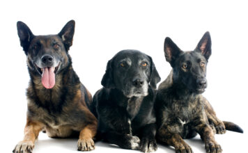 ¿Quieres un perrito?, este sábado habrá jornada de adopción en Sabaneta