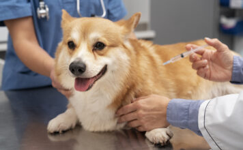 ¡Gratis!, mañana habrá jornada de atención veterinaria en Sabaneta