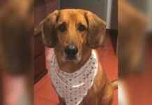 Falso veterinario en Sabaneta fue condenado por causar sufrimiento injustificado a un perro