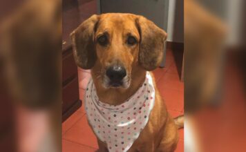 Falso veterinario en Sabaneta fue condenado por causar sufrimiento injustificado a un perro