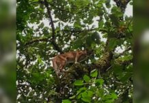 ¡Qué belleza!, puma fue avistado en el municipio de Sabaneta