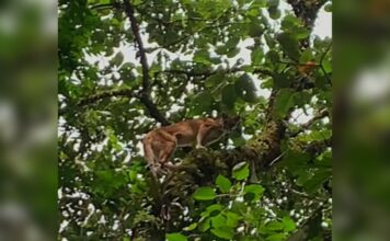 ¡Qué belleza!, puma fue avistado en el municipio de Sabaneta