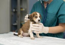 El próximo miércoles habrá jornada gratuita de atención veterinaria en Sabaneta