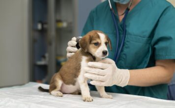 El próximo miércoles habrá jornada gratuita de atención veterinaria en Sabaneta
