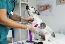¡Gratis!, mañana habrá jornada de atención veterinaria para perros y gatos en Sabaneta