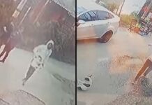 Perrito fue brutalmente golpeado por un hombre en Sabaneta