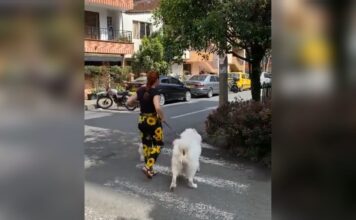 En Sabaneta denuncian a mujer que dejó tiradas las heces de sus mascotas en plena calle