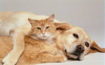 Así puede cuidar a sus perros y gatos de la pólvora en esta temporada decembrina