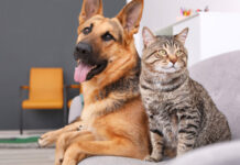 ¡Gratis!, mañana habrá jornada de bienestar para perros y gatos en Sabaneta