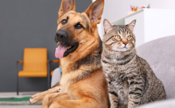 ¡Gratis!, mañana habrá jornada de atención veterinaria en Sabaneta