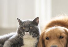 ¡Gratis!, el miércoles habrá jornada de bienestar animal para perros y gatos en Sabaneta