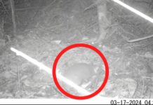 ¡Qué belleza!, armadillo coletrapo fue avistado por primera vez en Sabaneta