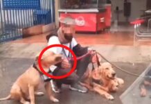 ¡Indignante!, hombre fue grabado maltratando a un perro en Sabaneta