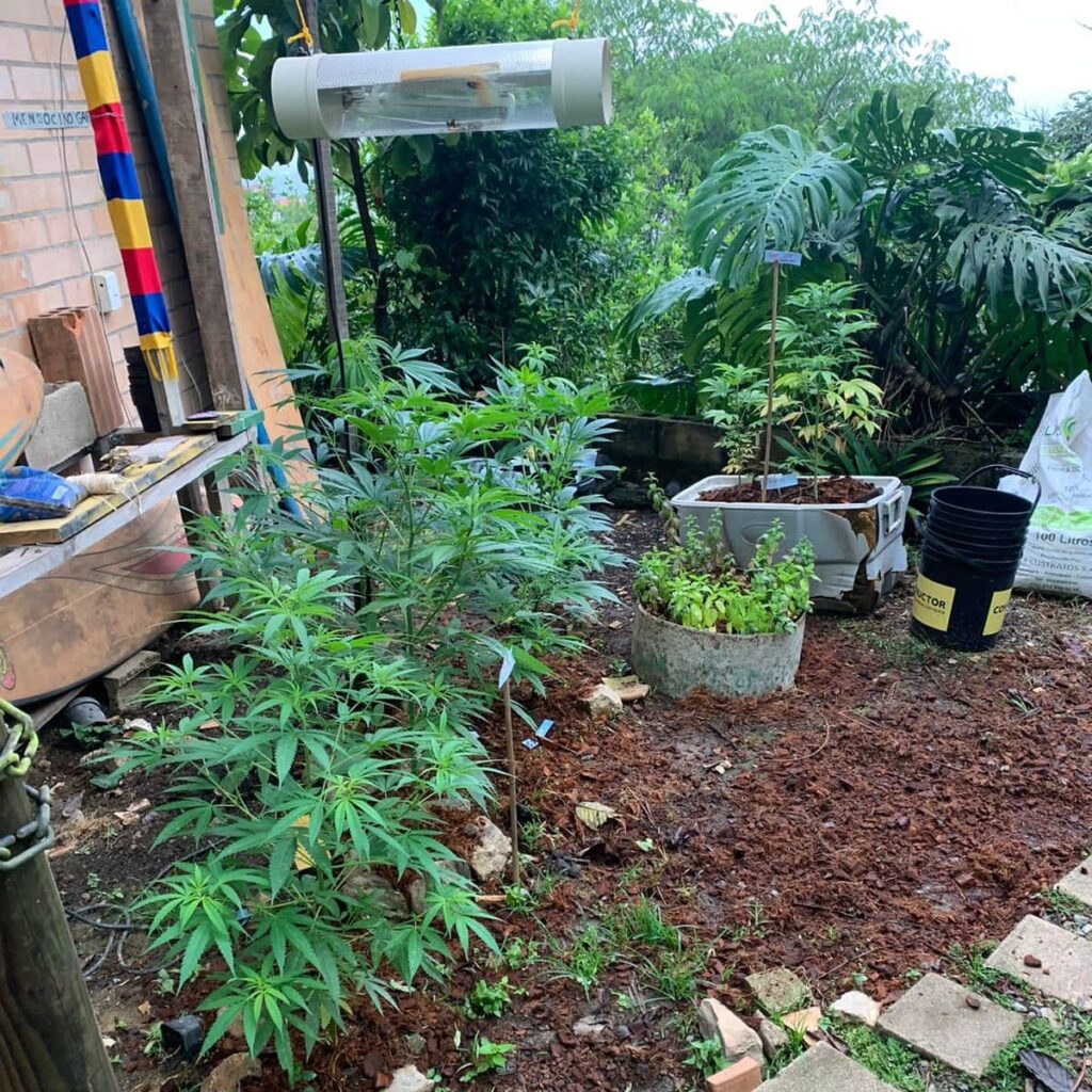 Estadounidense fue capturado en Sabaneta por realizar “tours de marihuana”