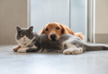 ¡Aproveche que es gratis!, el miércoles habrá jornada de bienestar animal en Sabaneta