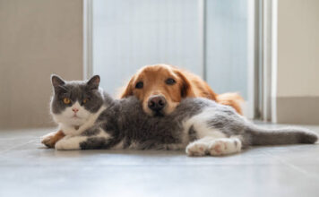 ¡Aproveche que es gratis!, el miércoles habrá jornada de bienestar animal en Sabaneta