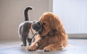 ¡Gratis!, mañana habrá jornada de atención veterinaria para perros y gatos en Sabaneta