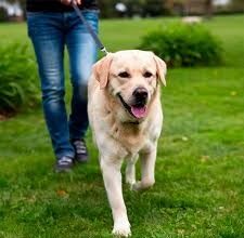 ¡Agéndese! El próximo domingo se realizará la 6ta Caminata Canina en Sabaneta