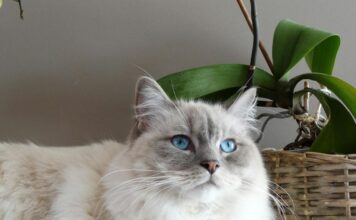 Mañana habrá jornada de bienestar animal en Sabaneta