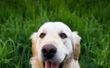 Jornada masiva de esterilización de mascotas en Sabaneta