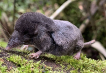 Musarañas, pequeñas guardianas de la biodiversidad en Sabaneta Musarañas, pequeñas guardianas de la biodiversidad en Sabaneta