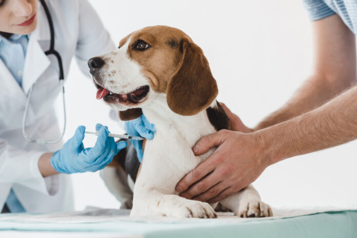 Jornada de vacunación para mascotas en Sabaneta este sábado