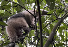 El oso hormiguero, un habitante clave de la Reserva Natural La Romera