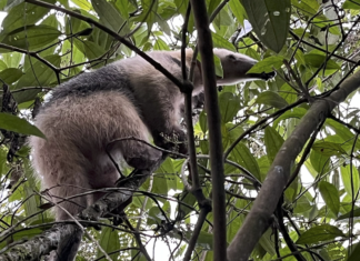 El oso hormiguero, un habitante clave de la Reserva Natural La Romera