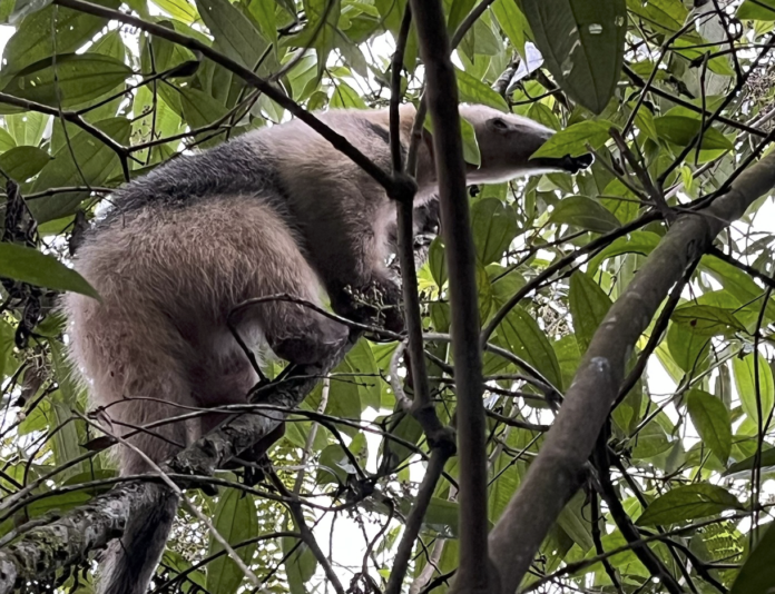 El oso hormiguero, un habitante clave de la Reserva Natural La Romera