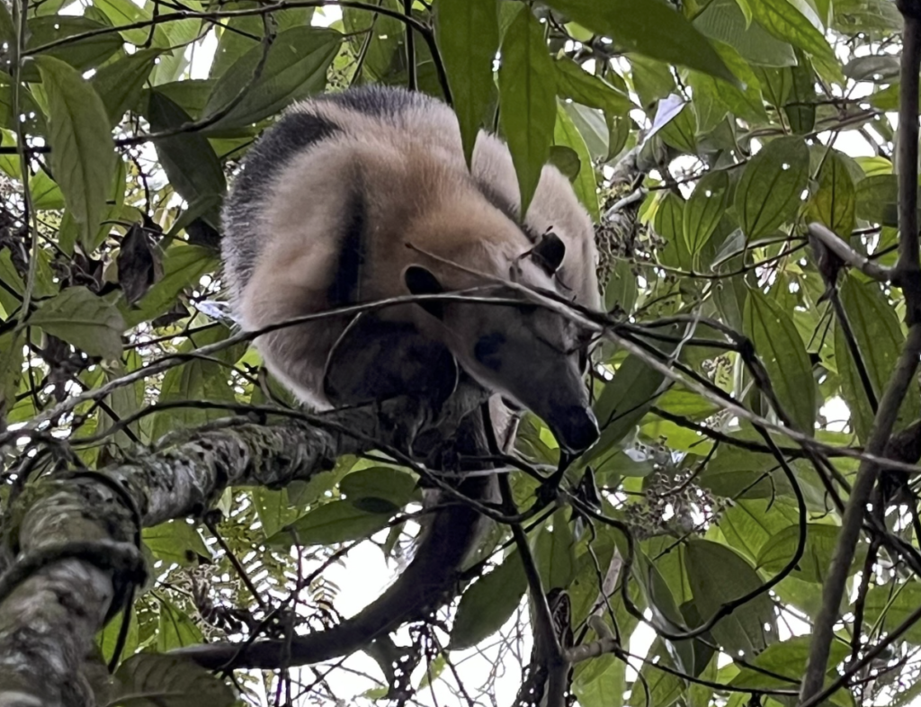 El oso hormiguero, un habitante clave de la Reserva Natural La Romera