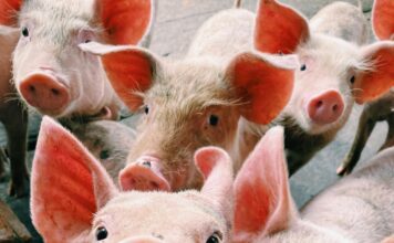 Día 5 de las Fiestas del Plátano 2025: Sabaneta celebra con cultura, arte y sabor local