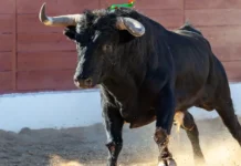 Corte Constitucional prohíbe corridas de toros, corralejas, coleo y peleas de gallos en Colombia