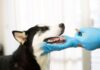 Jornada gratuita de vacunación y desparasitación para perros y gatos en Sabaneta este miércoles 3 de junio Jornada gratuita de vacunación y desparasitación para perros y gatos en Sabaneta este miércoles 3 de junio