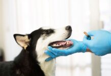 Jornada gratuita de vacunación y desparasitación para perros y gatos en Sabaneta este miércoles 3 de junio Jornada gratuita de vacunación y desparasitación para perros y gatos en Sabaneta este miércoles 3 de junio