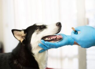 Jornada gratuita de vacunación y desparasitación para perros y gatos en Sabaneta este miércoles 3 de junio