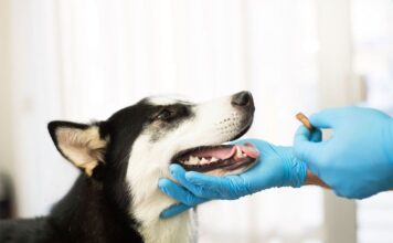 Jornada gratuita de vacunación y desparasitación para perros y gatos en Sabaneta este miércoles 3 de junio Jornada gratuita de vacunación y desparasitación para perros y gatos en Sabaneta este miércoles 3 de junio