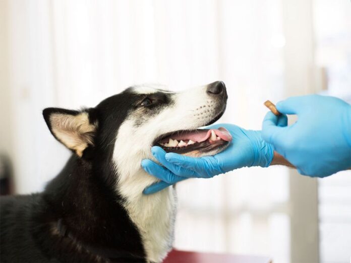 Jornada gratuita de vacunación y desparasitación para perros y gatos en Sabaneta este miércoles 3 de junio