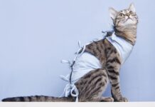 ¡Sabaneta tendrá 150 esterilizaciones gratuitas para perros y gatos!